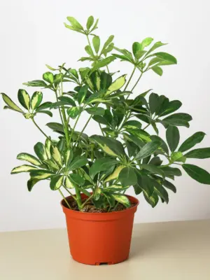 Schefflera 'Variegated' — additional view