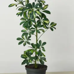 Schefflera 'Variegated' — additional view