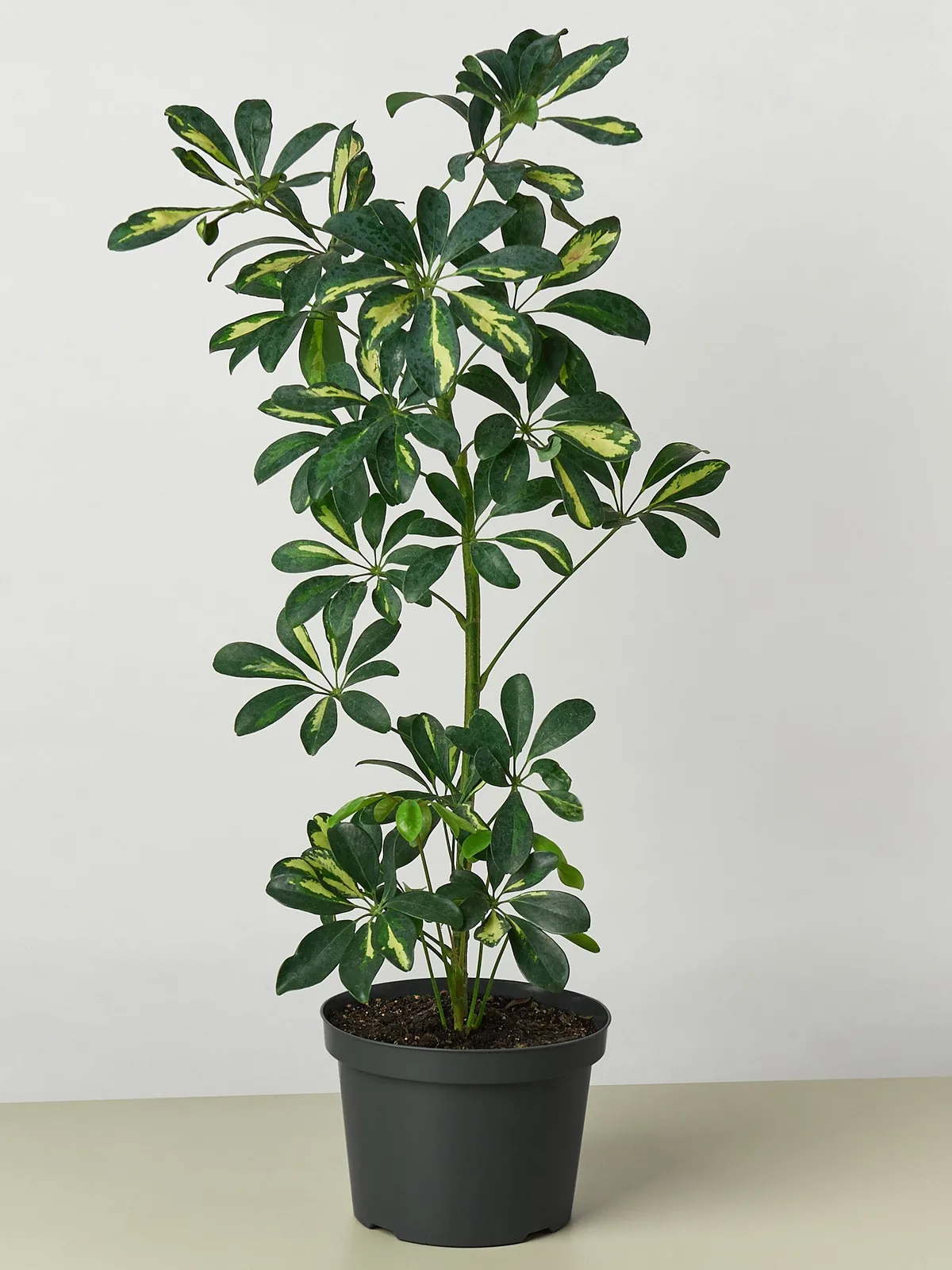 Schefflera 