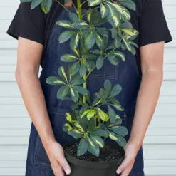 Schefflera 'Variegated' — additional view
