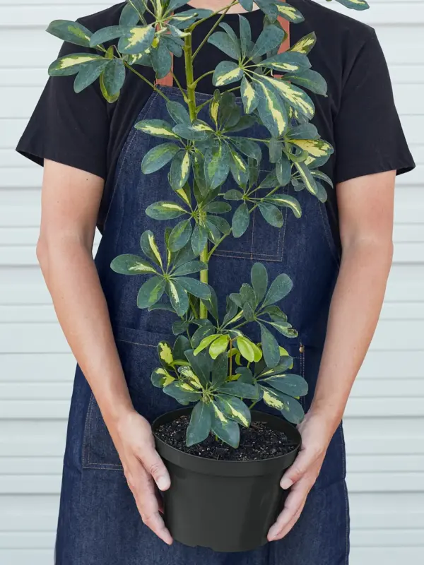 Schefflera 'Variegated' — additional view