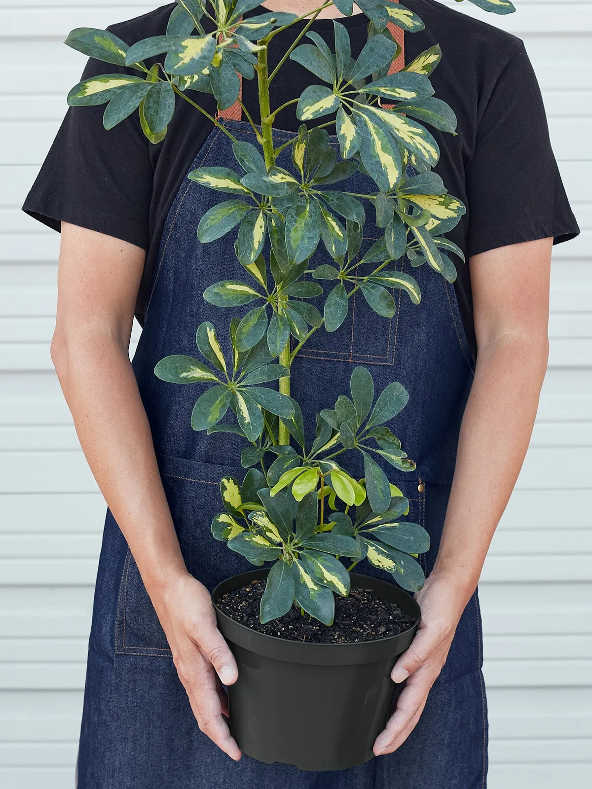 Schefflera 