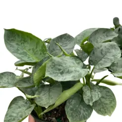 Schismatoglottis 'Sarawak' houseplant
