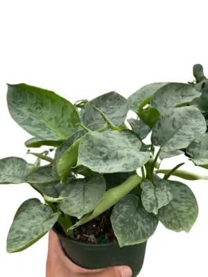 Schismatoglottis 'Sarawak' houseplant