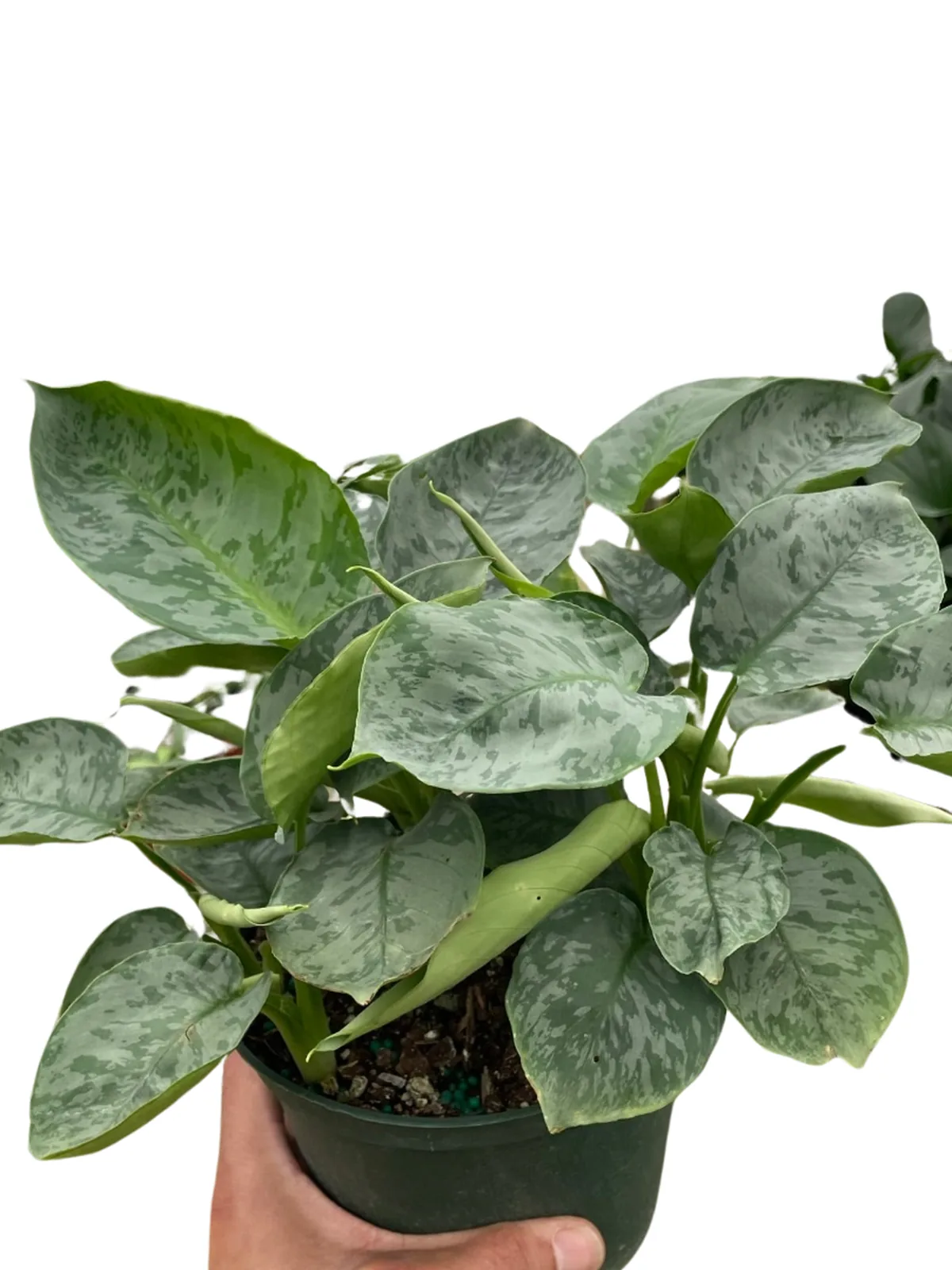 Schismatoglottis 