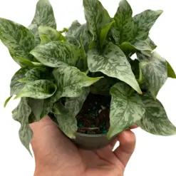 Schismatoglottis 'Thailand' houseplant