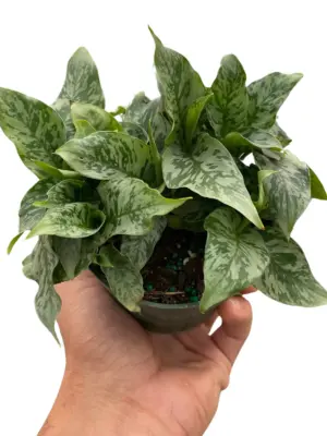 Schismatoglottis 'Thailand' houseplant