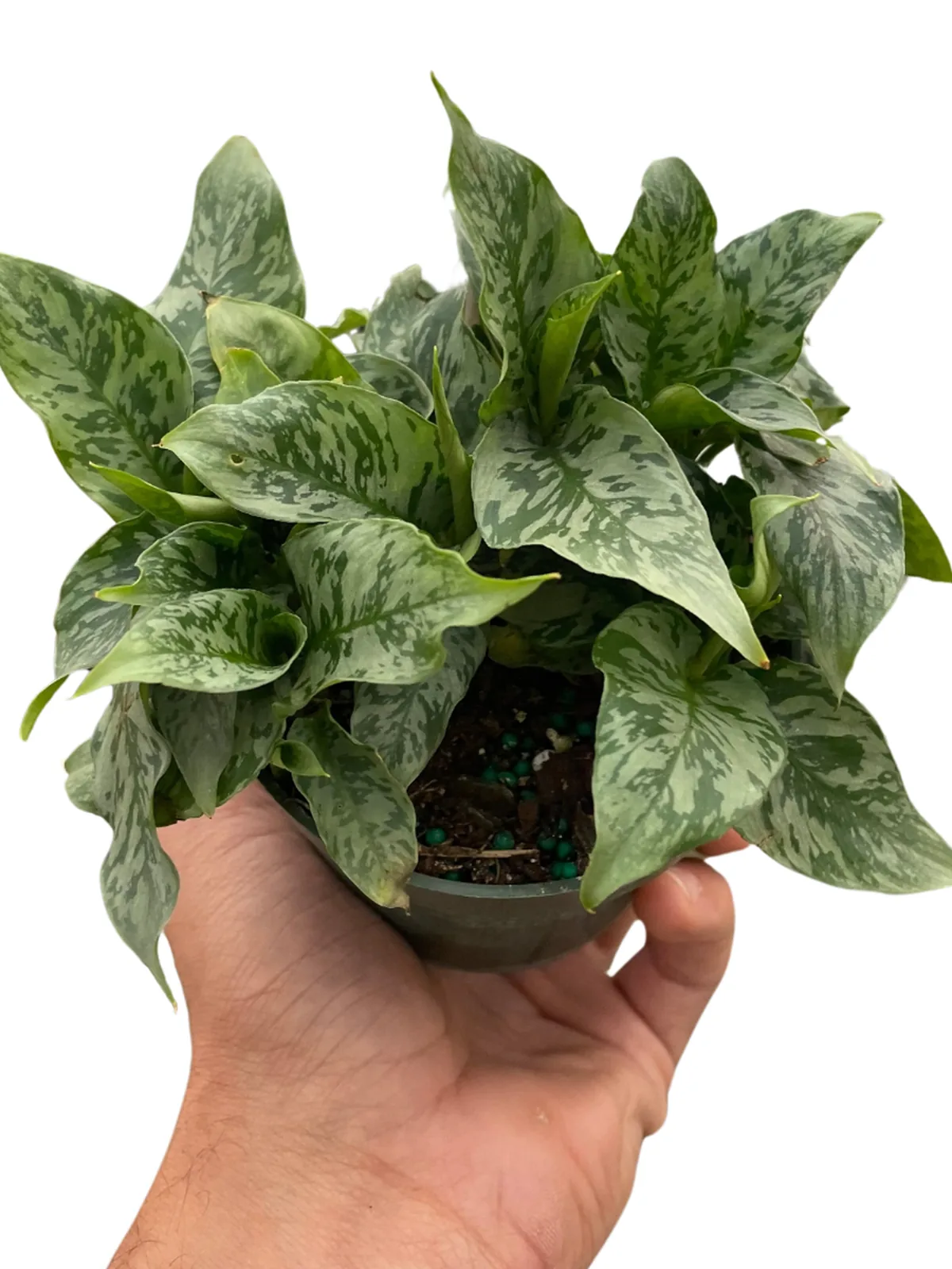 Schismatoglottis 