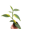 Scindapsus 'Coriaceus' houseplant