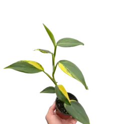 Scindapsus 'Coriaceus' houseplant