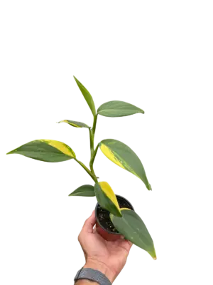 Scindapsus 'Coriaceus' houseplant
