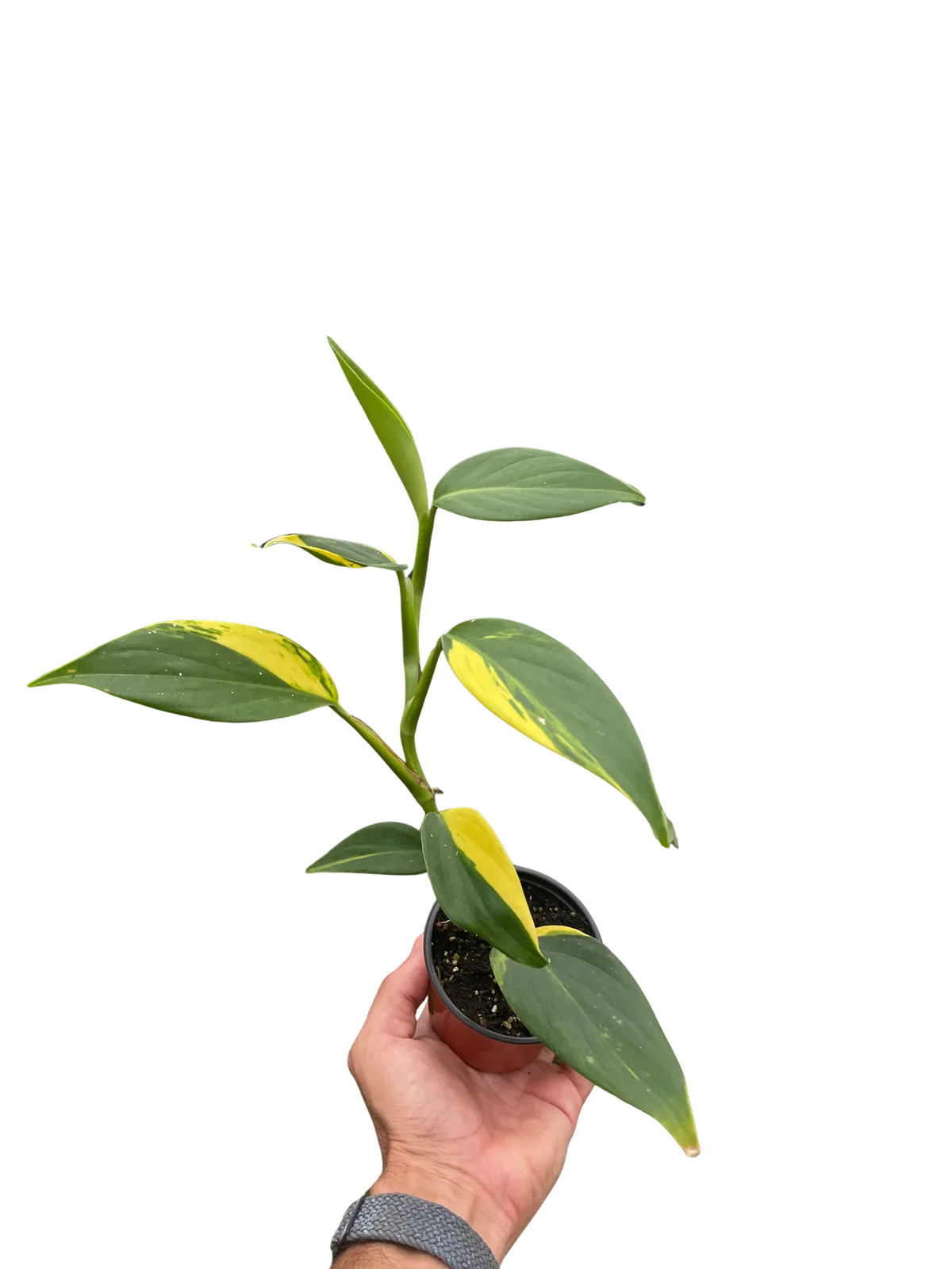 Scindapsus 