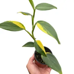 Scindapsus 'Coriaceus' — square crop