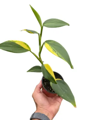 Scindapsus 'Coriaceus' — square crop