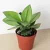 Scindapsus 'Moonlight' houseplant