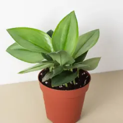 Scindapsus 'Moonlight' houseplant