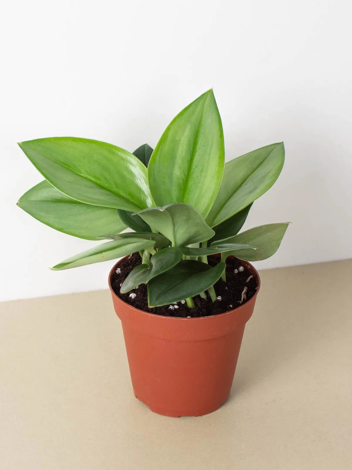 Scindapsus 