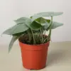 Scindapsus Platinum Java houseplant