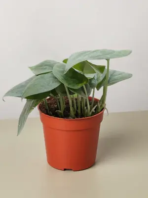 Scindapsus Platinum Java houseplant