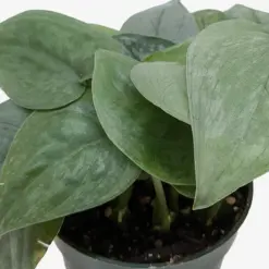 Scindapsus Platinum Java — additional view