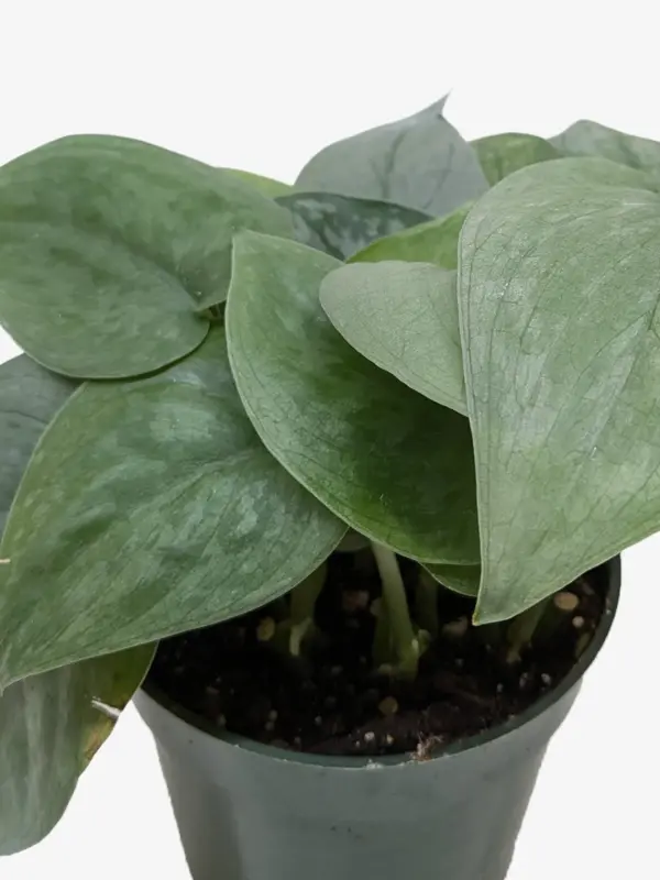 Scindapsus Platinum Java — additional view
