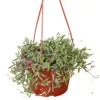 String of Rubies Senecio Radicans houseplant