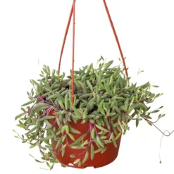 String of Rubies Senecio Radicans houseplant