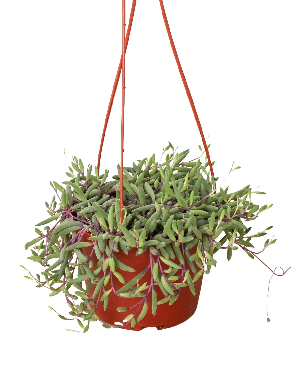 String of Rubies Senecio Radicans houseplant