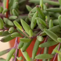 String of Rubies Senecio Radicans — additional view