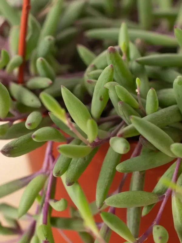 String of Rubies Senecio Radicans — additional view