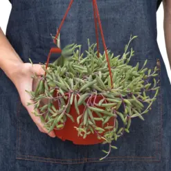 String of Rubies Senecio Radicans — additional view