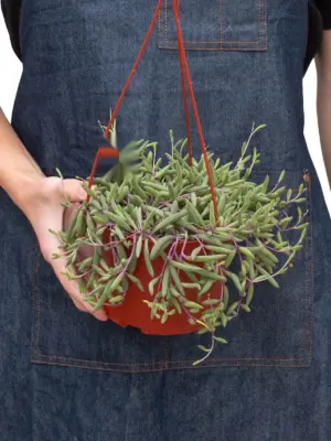 String of Rubies Senecio Radicans — additional view