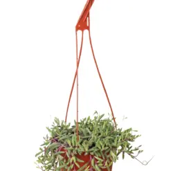 String of Rubies Senecio Radicans — additional view