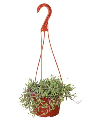 String of Rubies Senecio Radicans — additional view