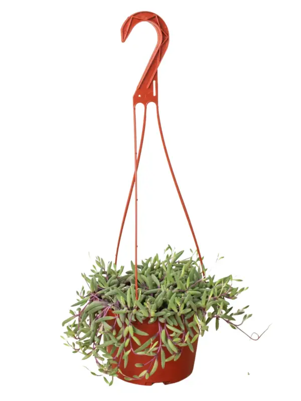String of Rubies Senecio Radicans — additional view