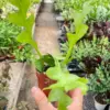 Shark Tooth Orchid Cactus houseplant
