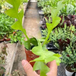 Shark Tooth Orchid Cactus houseplant