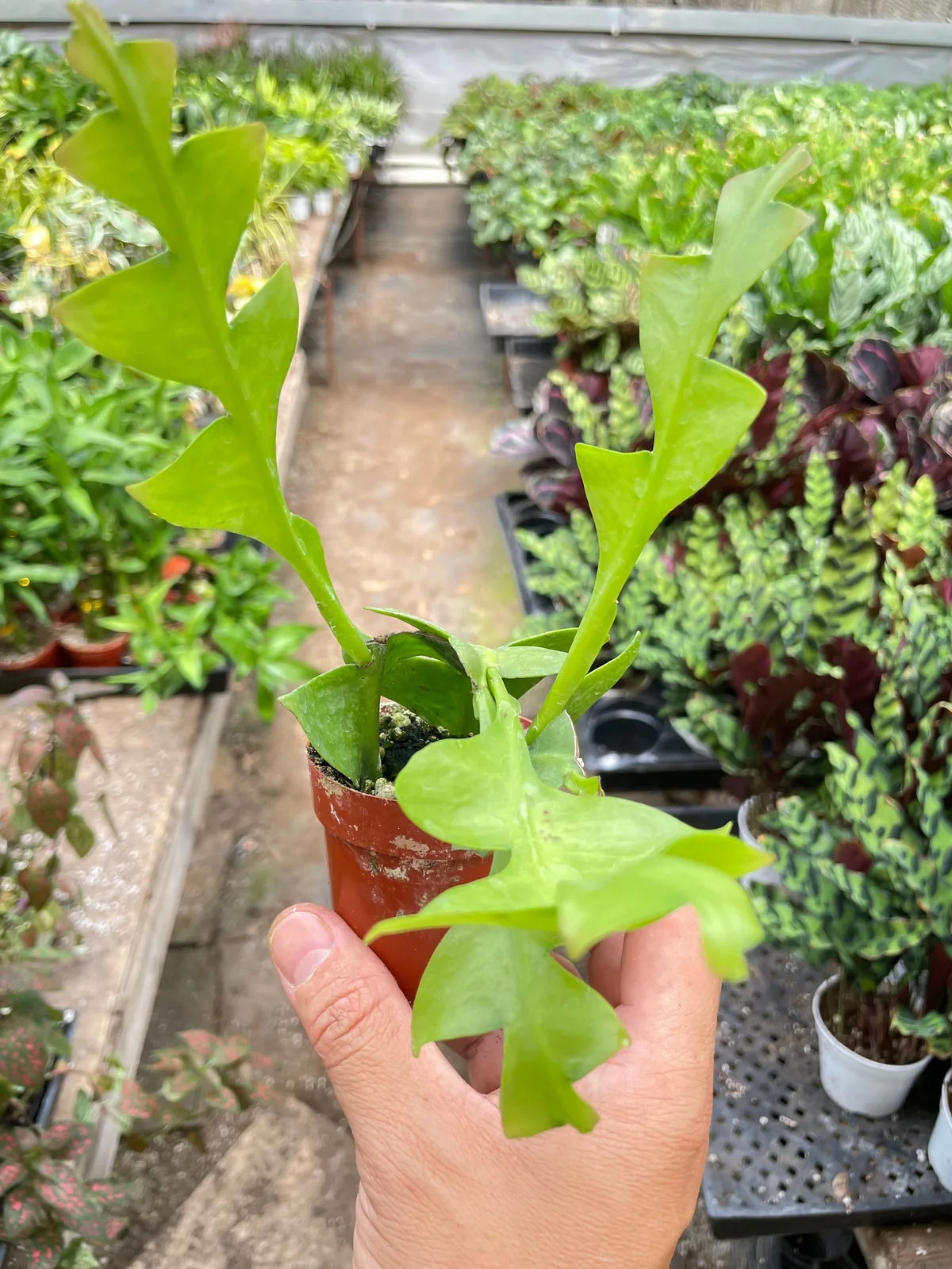 Shark Tooth Orchid Cactus houseplant