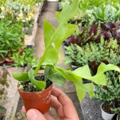 Shark Tooth Orchid Cactus — additional view