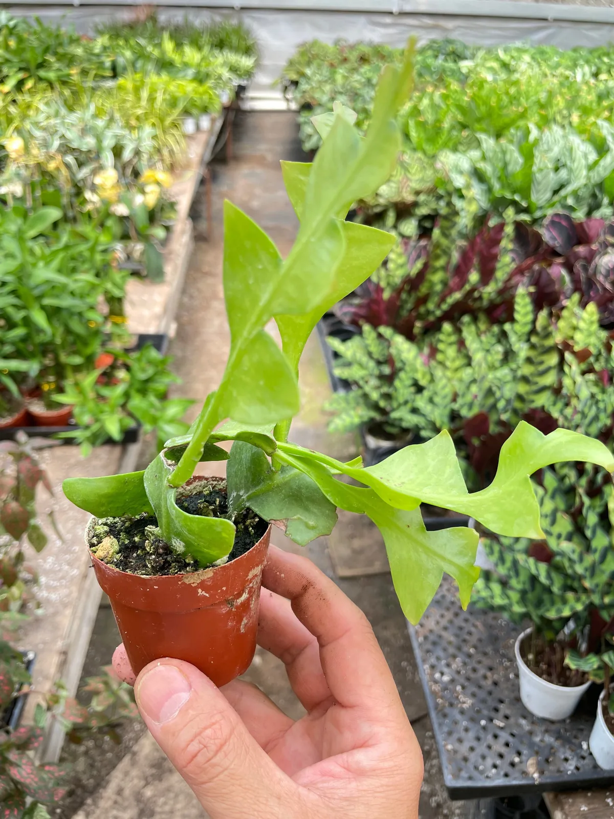 Shark Tooth Orchid Cactus — additional view