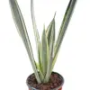 Snake 'Bantel's Sensation' houseplant
