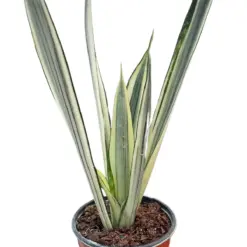 Snake 'Bantel's Sensation' houseplant