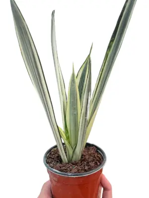Snake 'Bantel's Sensation' houseplant
