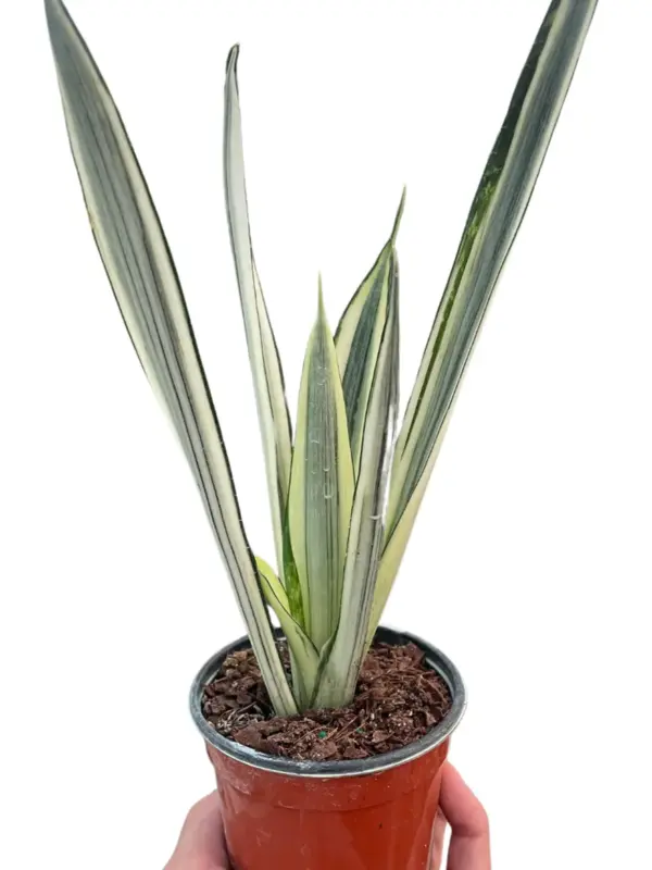 Snake 'Bantel's Sensation' houseplant