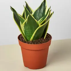 Snake Plant 'Black Gold'