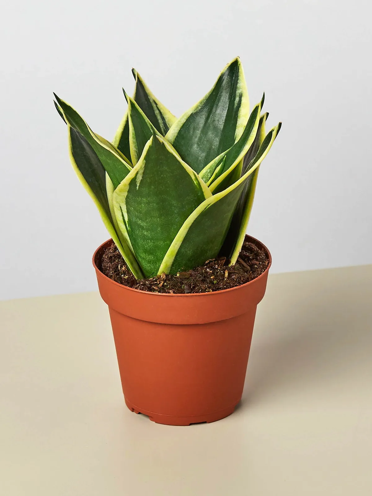 Snake Plant 