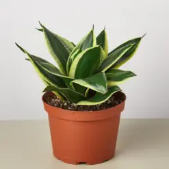 Snake Plant 'Black Gold' — additional view