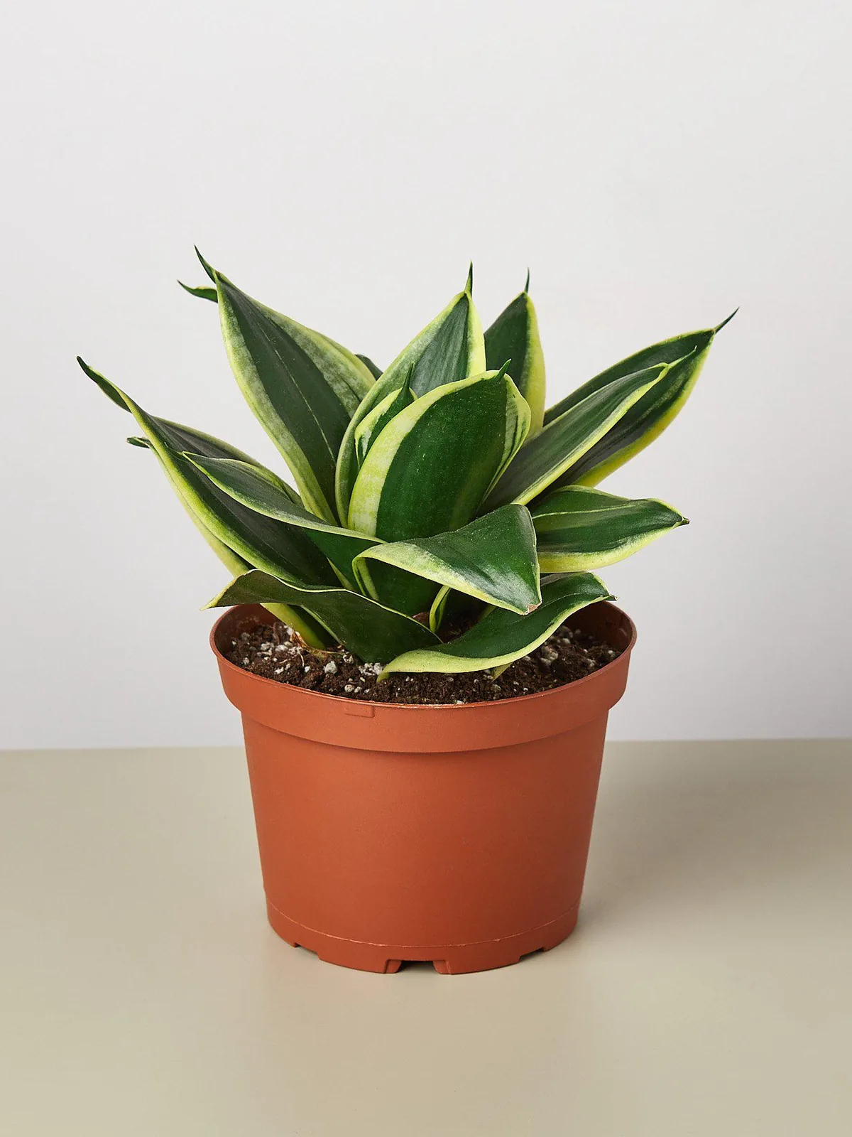 Snake Plant 
