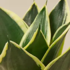 Snake Plant 'Black Gold' — leaf detail close-up