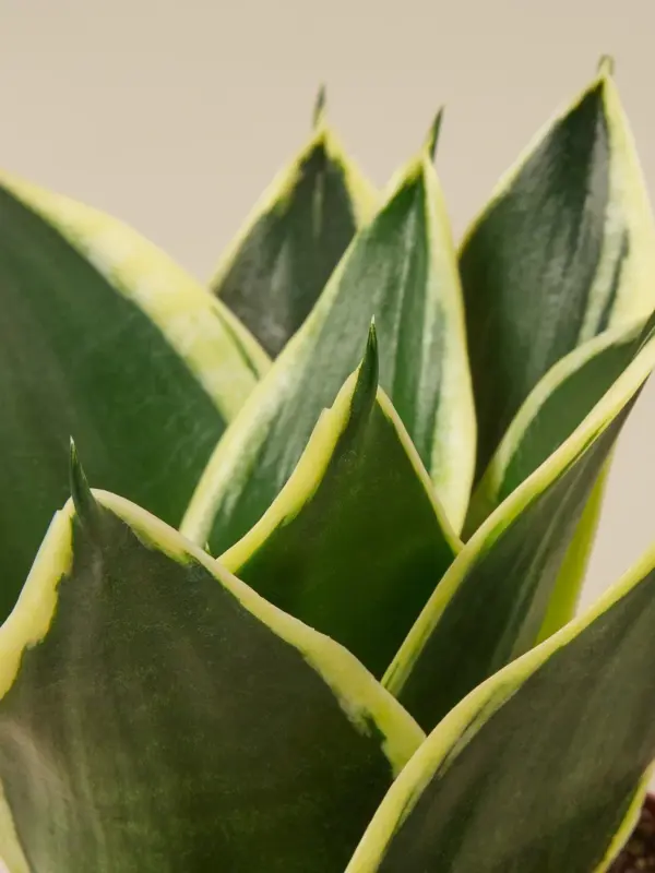 Snake Plant 'Black Gold' — leaf detail close-up